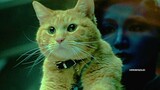 【Movie】Chewie: Just a regular tabby cat that can swallow a galaxy