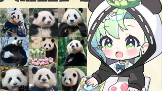[Panda Appreciation] Happy time record with the captain