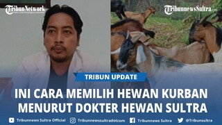 Dokter Hewan Sultra Bagikan Cara Memilih Sapi dan Kambing Kurban untuk Lebaran Idul Adha 2024