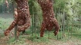 Potongan Klip Kumpulan Lebah yang Memakan Manusia