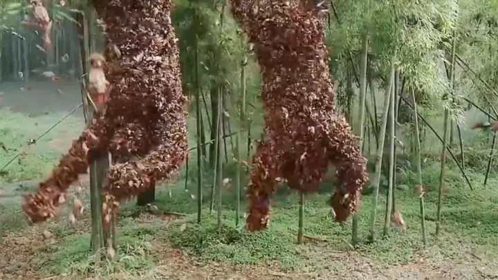 [Chinese horror film] Film editing | Killer bees