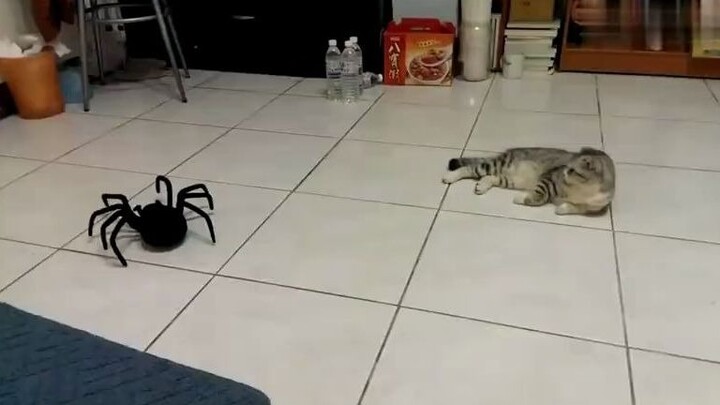 Kucing berkaki pendek VS mainan laba-laba yang dikendalikan dari jauh