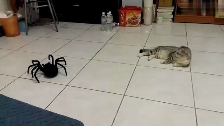 [Animals]Short-legged cat VS remote-controlled toy spider