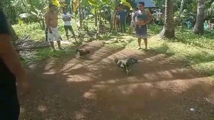 Panalo kami talisayin🐓