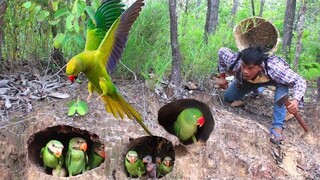 Amazing video of a man seeing a beautiful parrot nest#bird #love #parrot #art #animals #eating