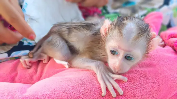 Obedient Baby Monkey!! Extremely Cute Baby Luca Comfortably Lay Down Let Mom Cleans Up The Diaper