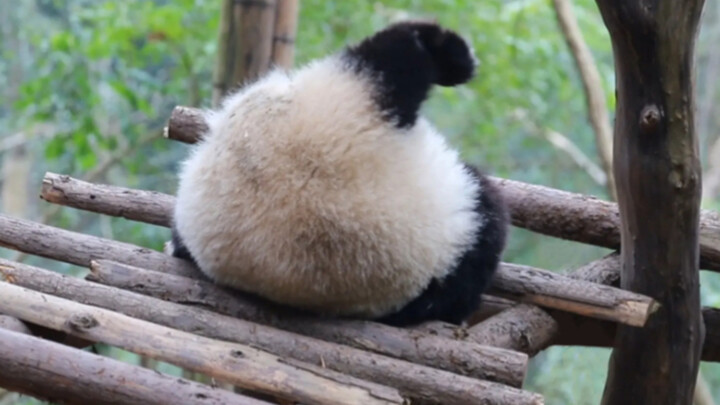 Cute Panda | Hehua Got Stuck