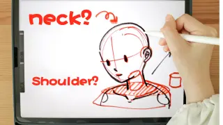 How are the head, neck and shoulders connected?
