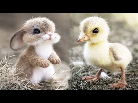 AWW SO CUTE! Cutest baby animals Videos Compilation Cute moment of ...
