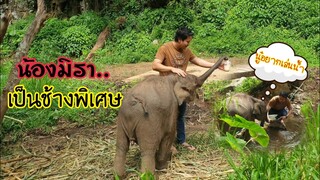 น้องมิรา..เป็นช้างพิเศษน่ารัก