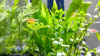 My simple Aquarium Set up