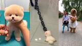 Tik Tok Chó Phốc Sóc Mini 😍 Funny and Cute Pomeranian #20