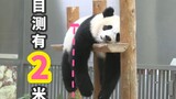 大熊猫和花：你礼貌吗？【300-350日龄旅日熊猫】