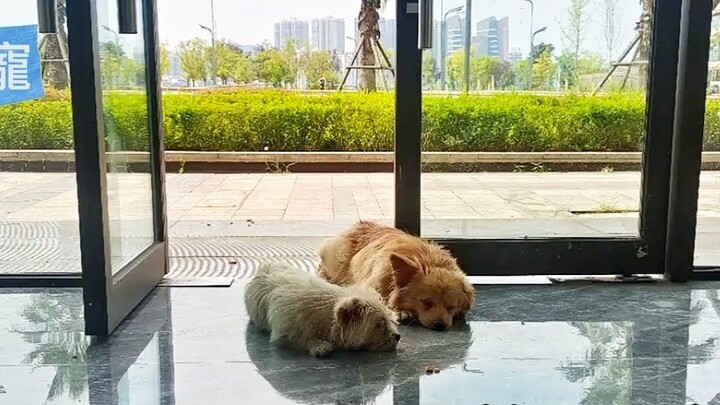 The weather was hot, and two puppies were lying at the door of the company blowing on the air condit