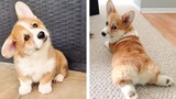 🥰 The Best Adorable Corgi Puppies in The Planet Makes Your Heart Melt 🐶 | Cute Puppies