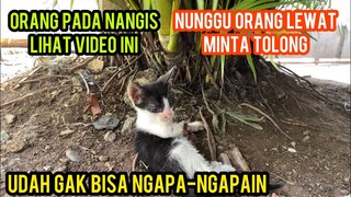 Jutaan Orang Menangis Anak Kucing Kakinya Rusak Pengen Di Tolong Di Obati Di Bawa Ke Dokter..!