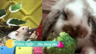 Tham gia kênh Thú Cưng cùng Smushy 🧡 ( Hamster + Bunny + Pet Lover)♥️