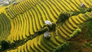 Mù Cang Chải, Yên Bái vào mùa lúa chín