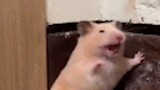 [Động vật]Vệ sinh lồng cho chuột hamster