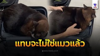 ไม่ใช่แมวแล้ว | PETพาเพลิน