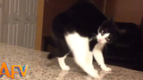 101 สุดยอดแมวแปลก AFV Funniest Cat Videos 2018