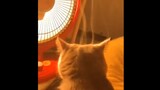 Video Về Những Chú Mèo Đáng Yêu