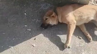 Anjing🐶: Meskipun aku sangat gugup, aku tetap keluar