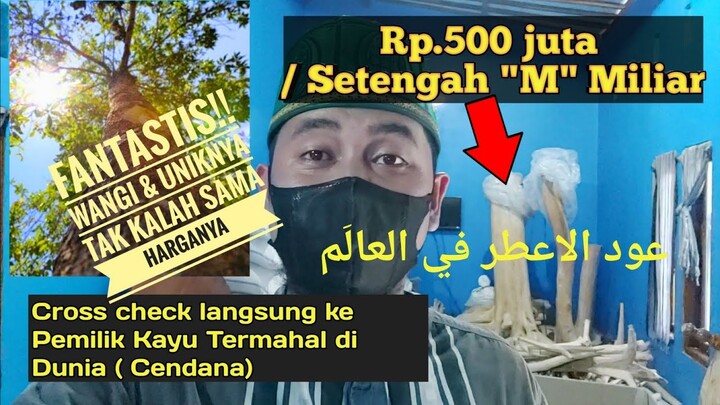 Pohon 500 juta.Cendana /Sandalwood Memang termahal & Paling dicari di Dunia | عود الاغلاء في العالم