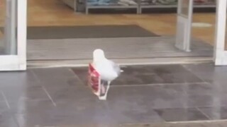 The seagull is trying to have some chips