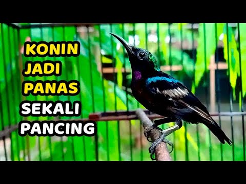 Pancingan Konin Ijoan Agar Bunyi