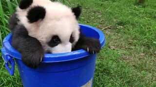 熊猫宝宝，我想提桶跑路了！