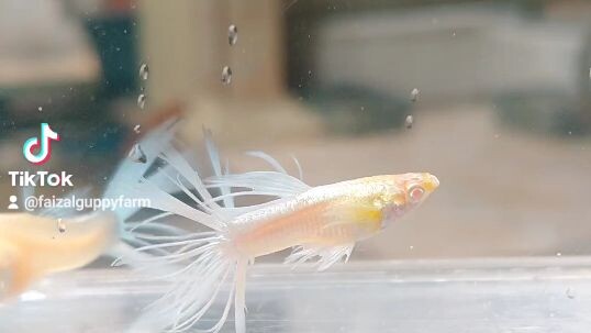 Albino sky blue crowntail