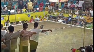 palahi S&F line GB Win