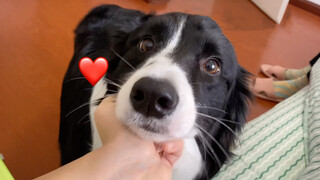 Will a Border Collie obey to other people except its owner?