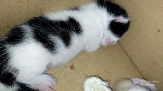 #Cat,bagong panganak si minggay @Gina Lubang