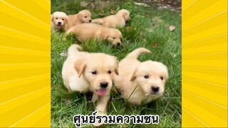 สัตว์เลี้ยงเพื่อนขนปุย : ศูนย์รวมความซน