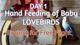 DAY 1 - Hand feeding my Baby Lovebirds | African Lovebirds