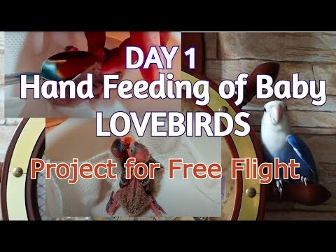 DAY 1 - Hand feeding my Baby Lovebirds | African Lovebirds