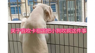 这算虐狗吗QAQ 以后都不吹了