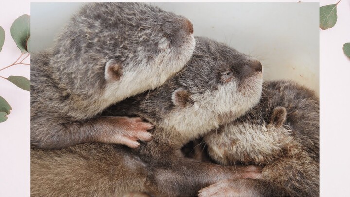 💖Cutest Otter Babies Sunbathing in wash tub -#otters #sunbathing #toocute