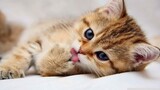 Tiếng mèo con cái kêu meo meo gọi u dễ dàng thương