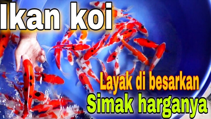 KOI SUPERAN MERAH STRONG LAYAK DI BESARKAN HARGA MURAH‼️
