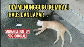 Astaghfirullah Kucing Liar Minta Air Sampai Ngejar-Ngejar Dia Sangat Haus  | Dan Menungguku Kembali