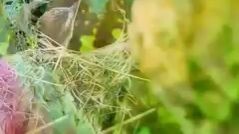 amazing bird
