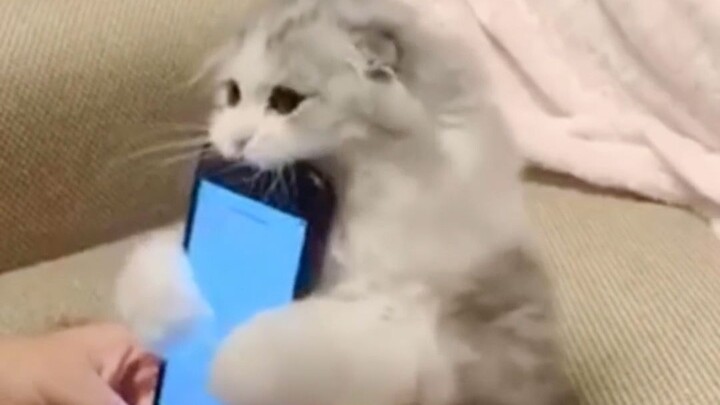 [Mèo cưng] Điện thoại thú vị hơn tui hay sao?