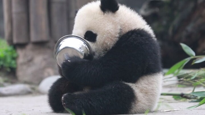 Animal | Cute Panda Holding & Licking His Bowl