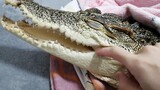 【Reptile Pet】Do crocodiles have bad breath? No, it's very fragrant!!