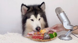 Anjing makan saja harus sesuai dengan urutan yang ia buat.
