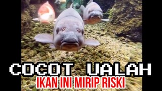 IKAN INI MIRIP RISKI | CHOCHOT UALAH 33