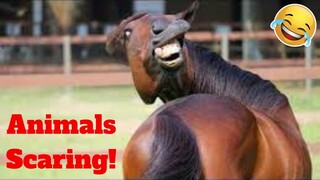 💥Animals Scaring People Candid Reaction😂🙃 / Funny Animal Videos🔥👌